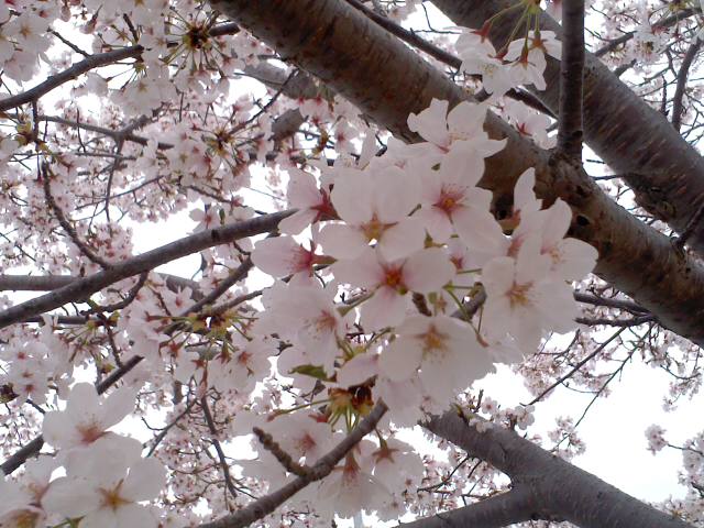 春の嵐 桜の花が散る前に 女性アングラーの仲間入り あさちんチャレンジ記録