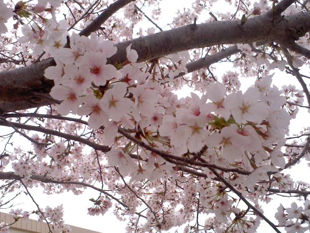 春の嵐 桜の花が散る前に 女性アングラーの仲間入り あさちんチャレンジ記録